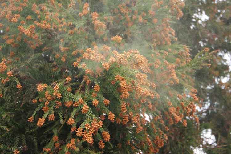 花粉症のイメージ写真